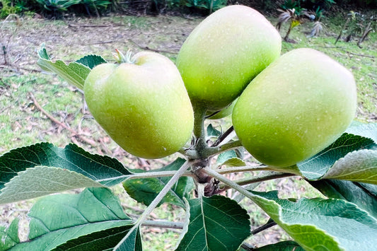 How to Grow an Apple Tree Using Coffee Pods (Zero Cost)