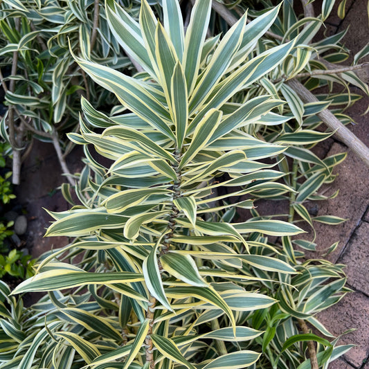 Dracaena