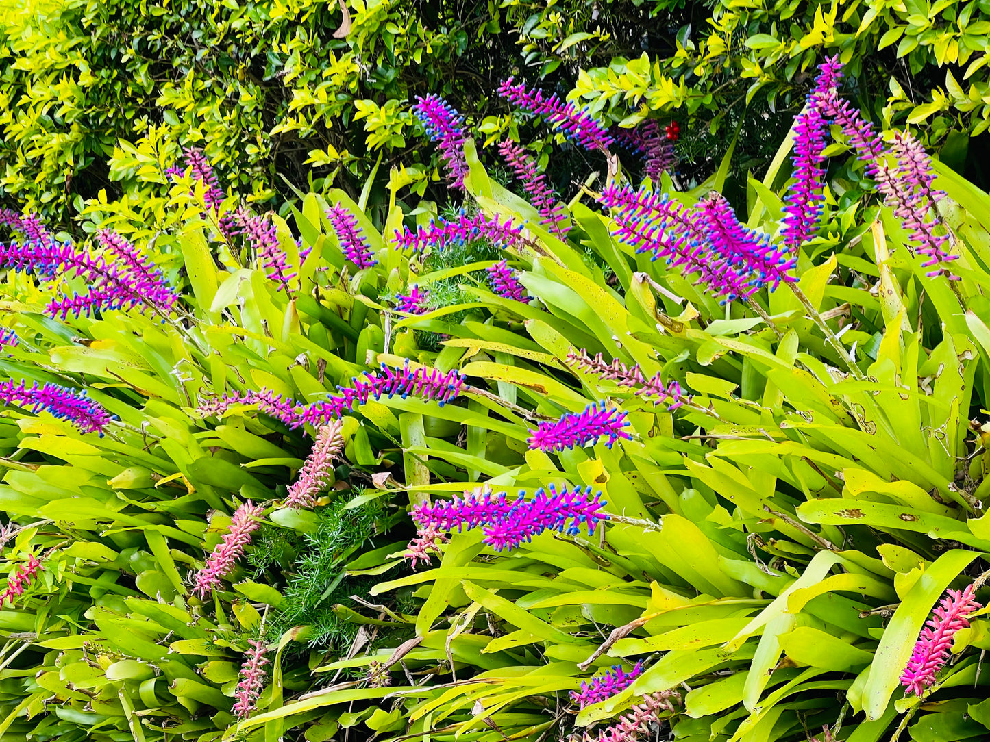 Bromeliad