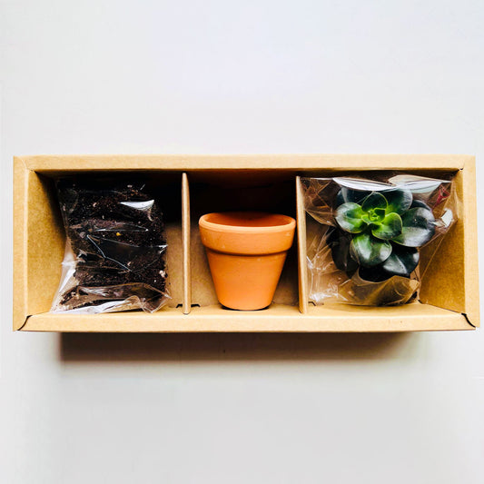 DIY Plant Box