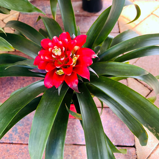 Red-flower Bromeliad