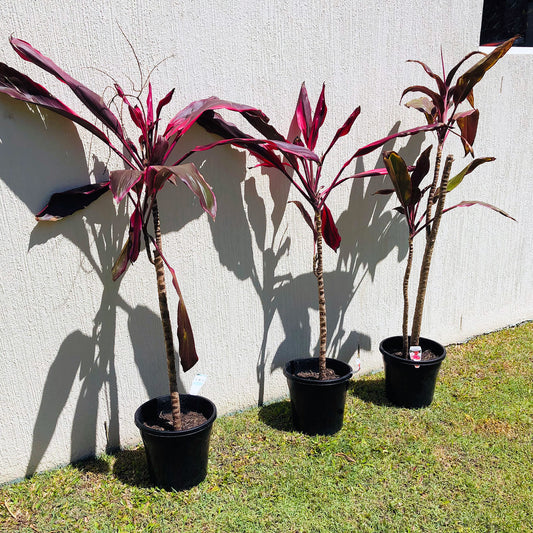 Broadleaf Cordyline