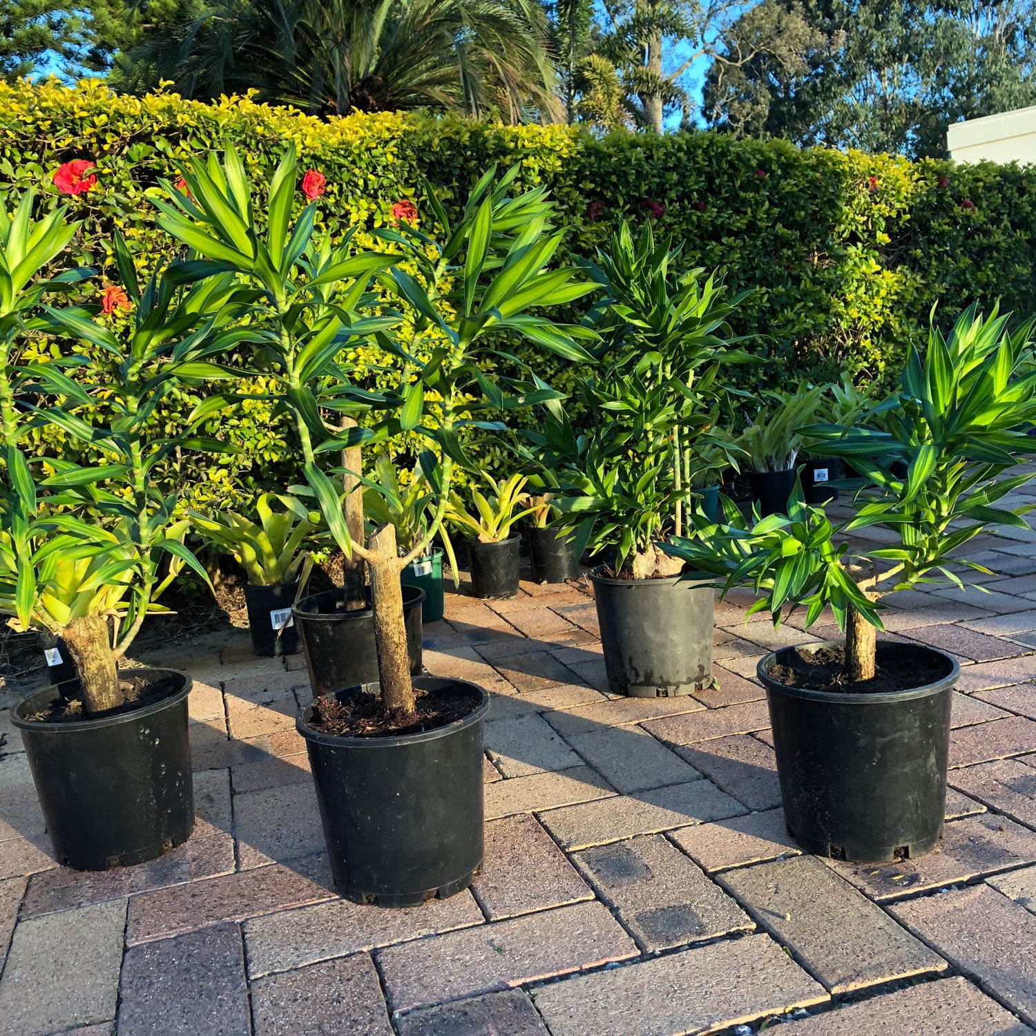 dracaena varieties australia Dracaena – One Garden