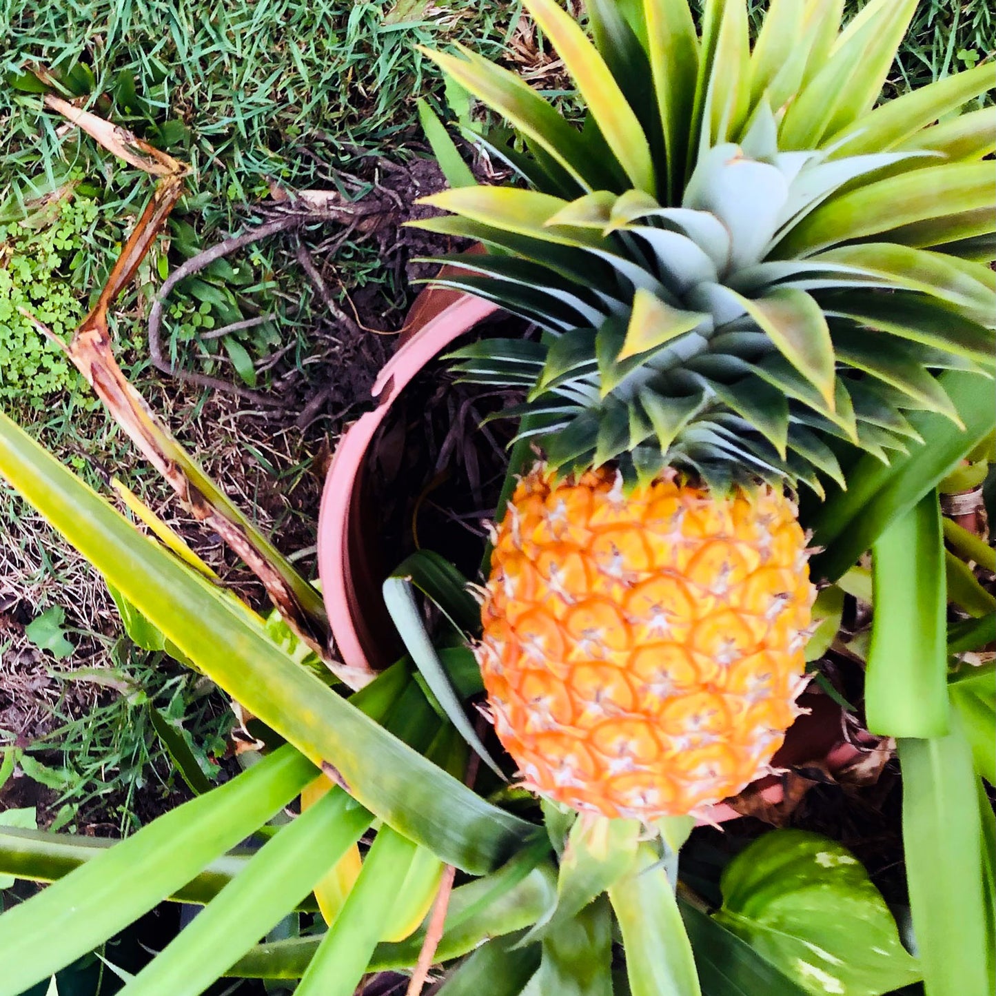 Pineapple Plant