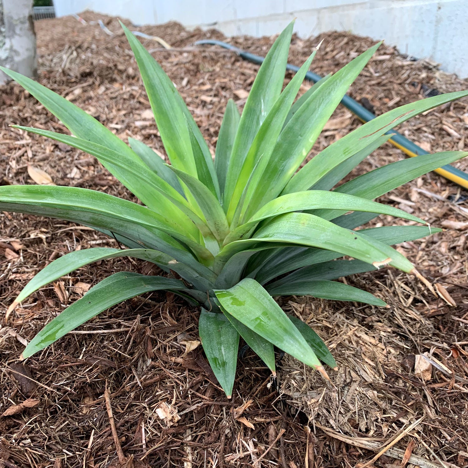 buy pineapple plant australia Pineapple Plants for Sale