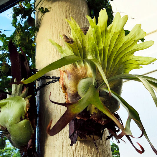 Staghorn Fern