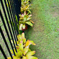 Neoregelia (Tiger) Bromeliad