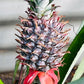 Pineapple Plant