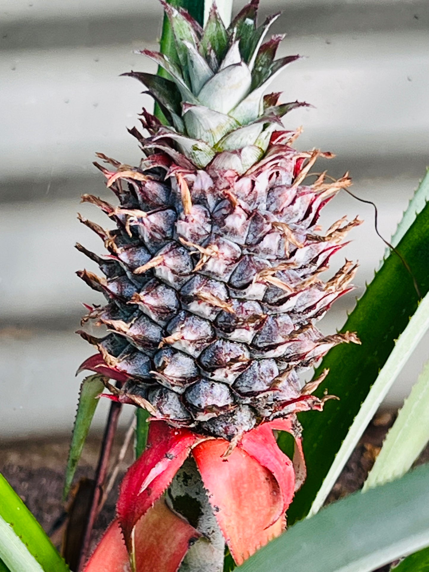 Pineapple Plant