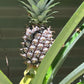 Pineapple Plant