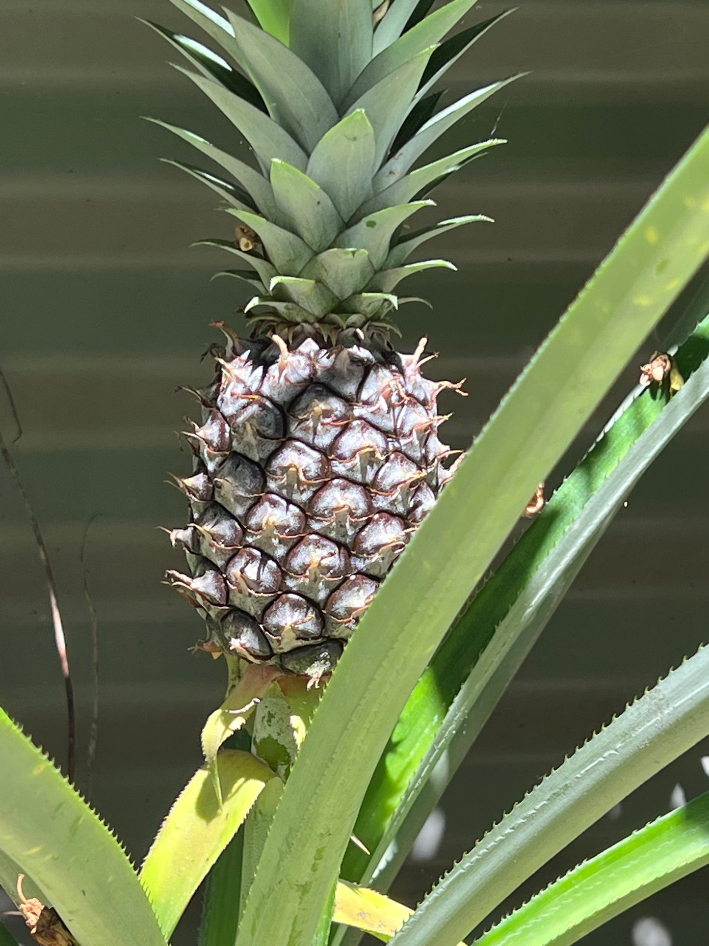 Pineapple Plant