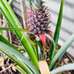 Pineapple Plant