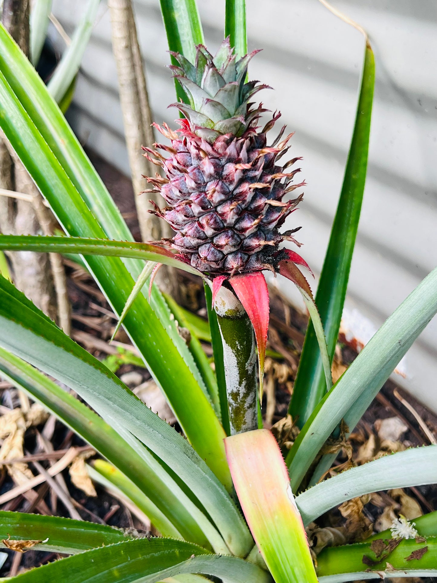 Pineapple Plant