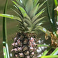 Pineapple Plant