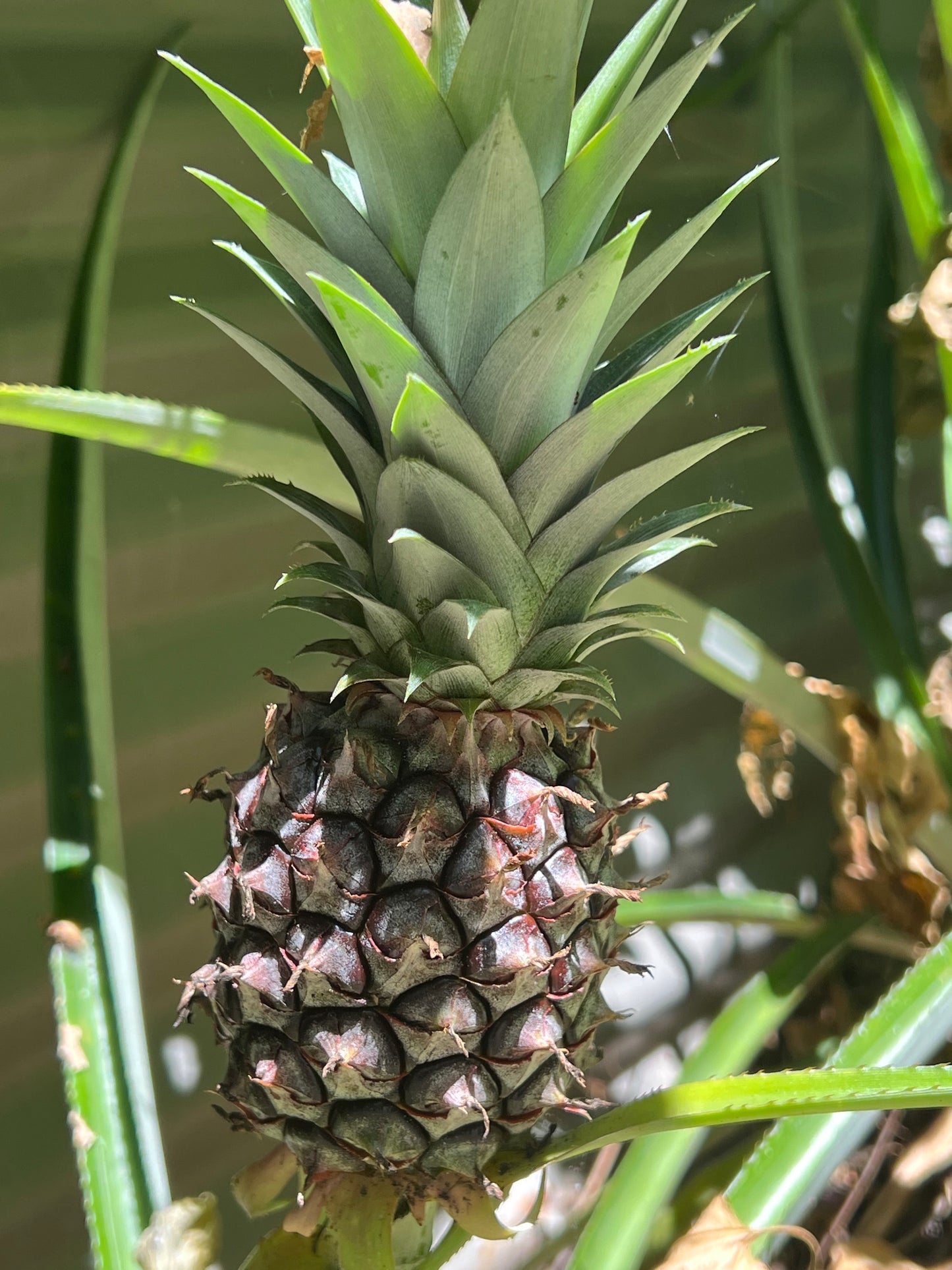 Pineapple Plant