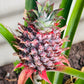 Pineapple Plant