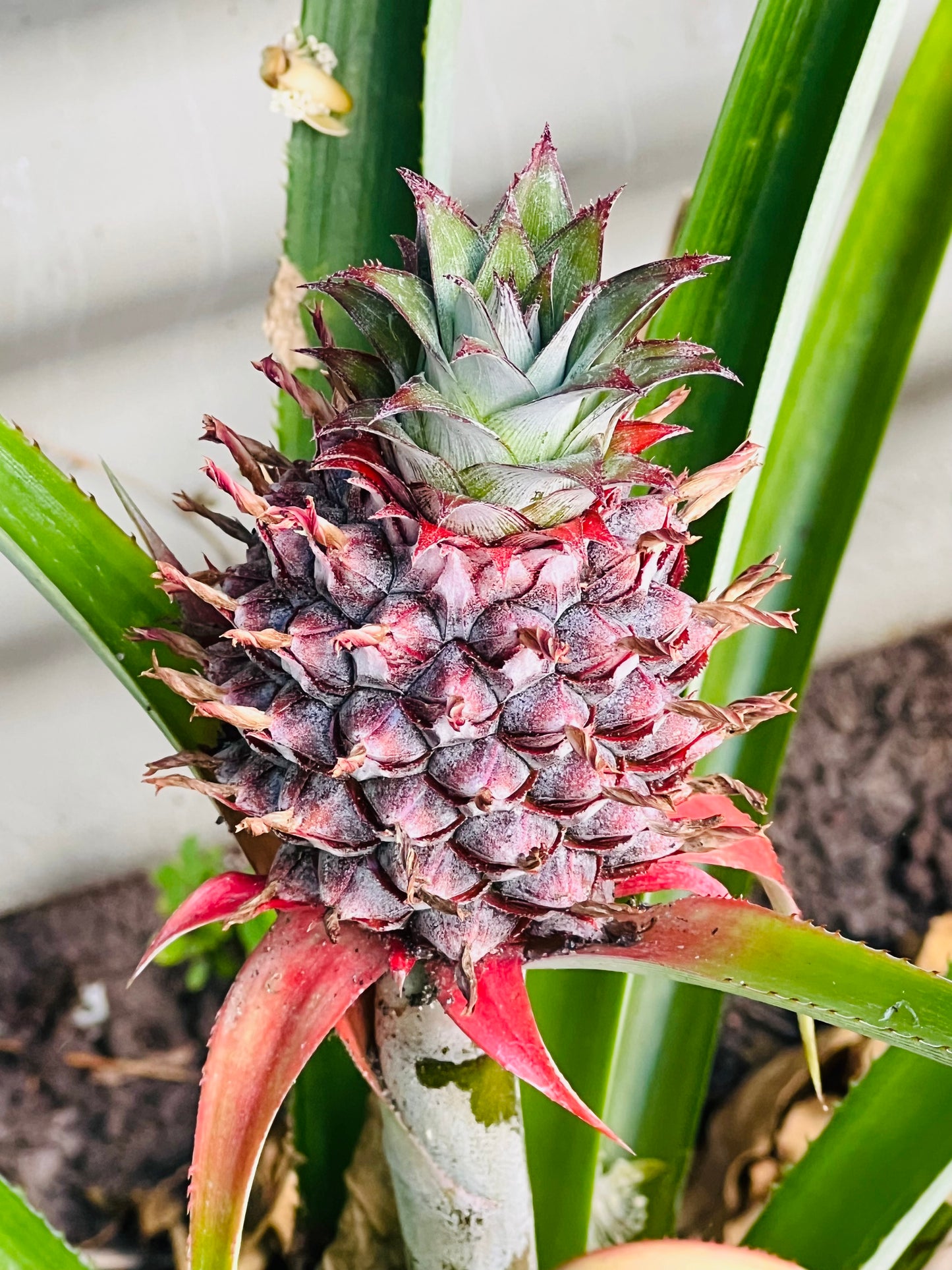 Pineapple Plant