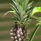 Pineapple Plant