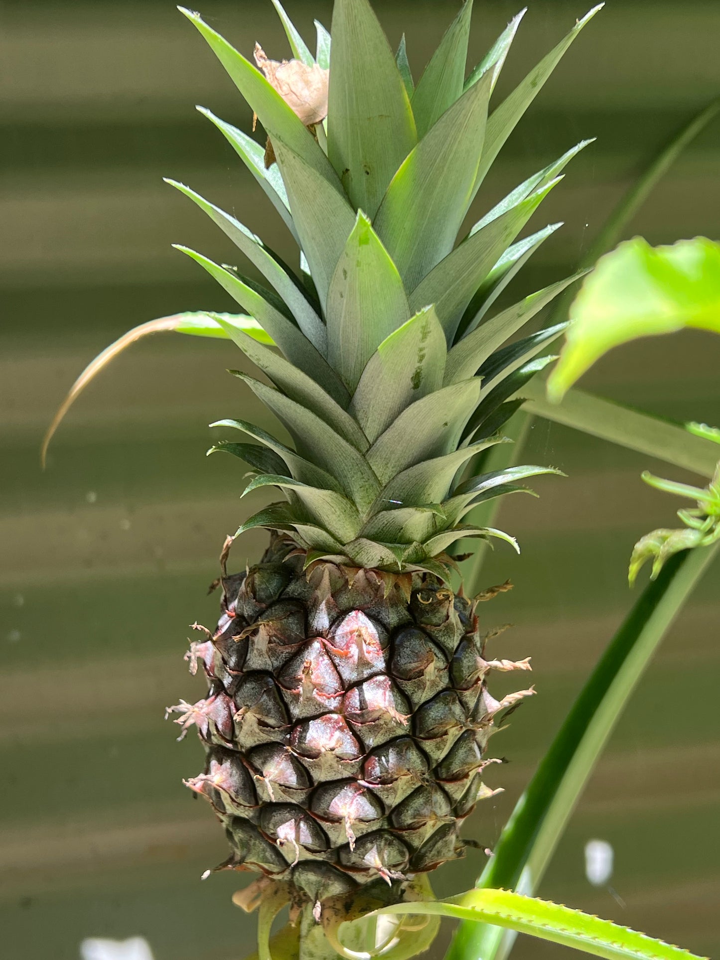 Pineapple Plant