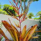 Orange Bromeliad