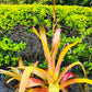 Orange Bromeliad