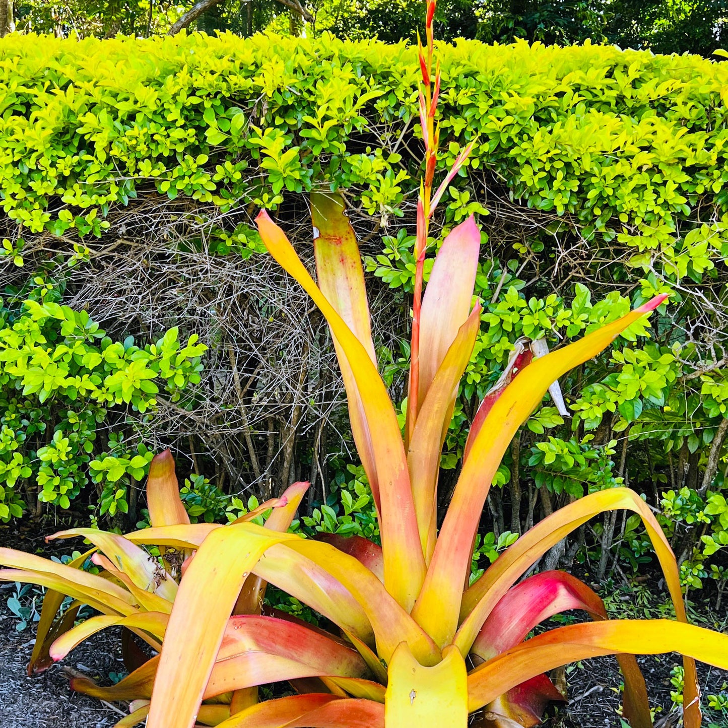 Orange Bromeliad