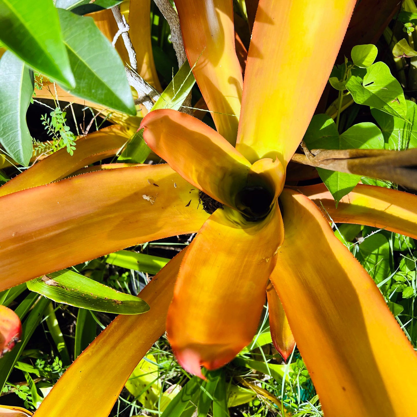 Orange Bromeliad