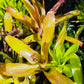 Orange Bromeliad