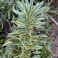 Dracaena