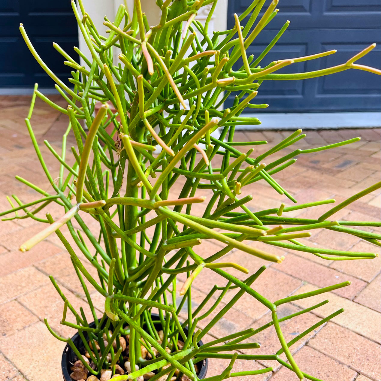 firesticks-for-sale-on-the-gold-coast-queensland-one-garden