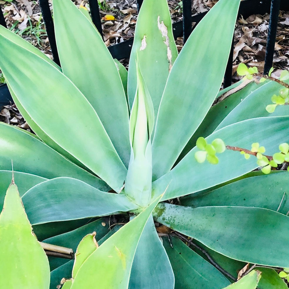 Foxtail Agave