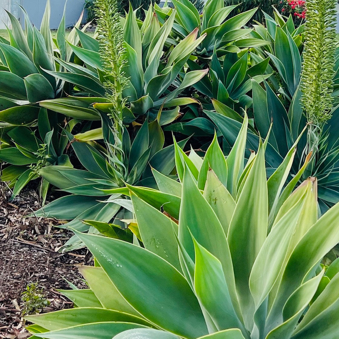 Foxtail Agave