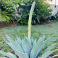 Foxtail Agave