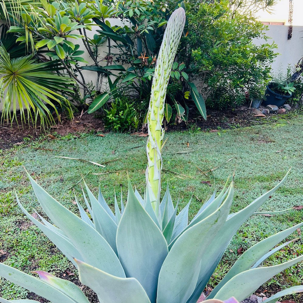 Foxtail Agave