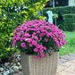 Pink/Purple Chrysanthemums