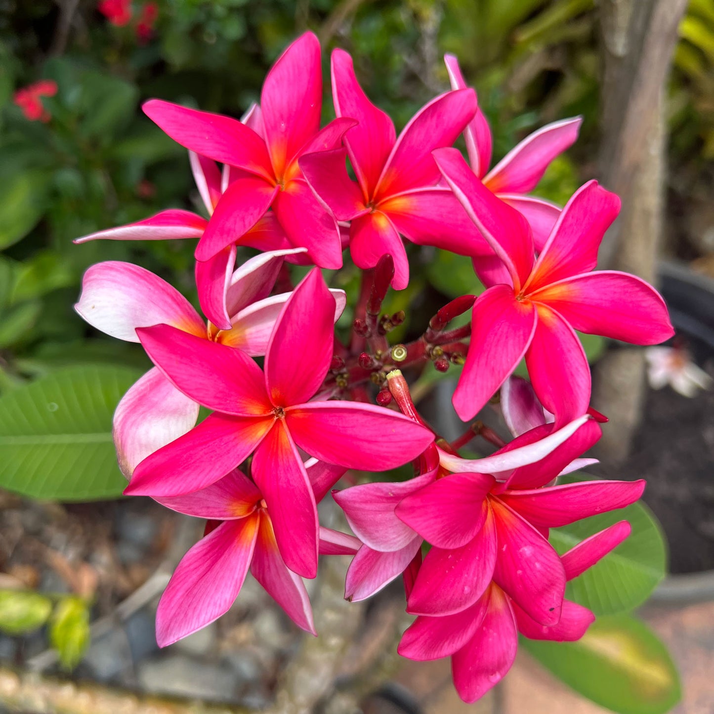 Frangipani