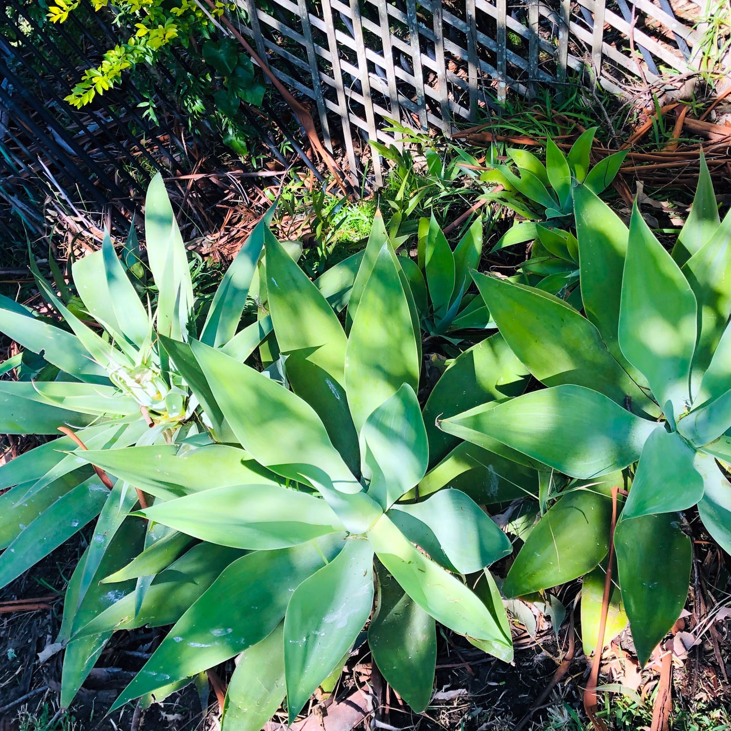 Foxtail Agave