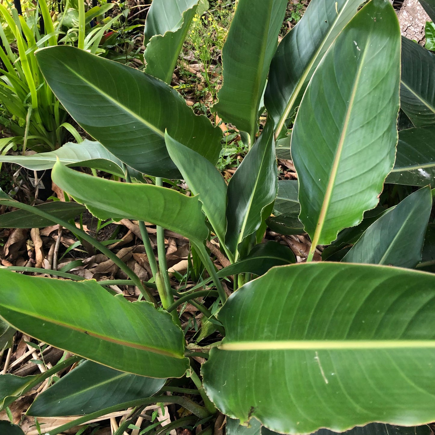 Strelitzia (Bird of Paradise)