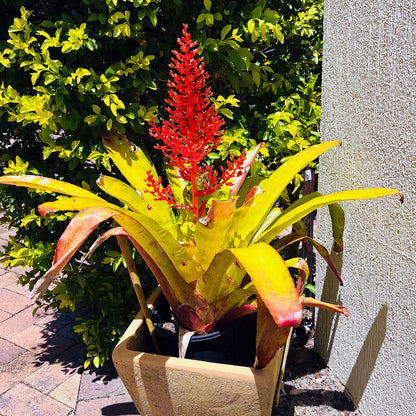 Bromeliad