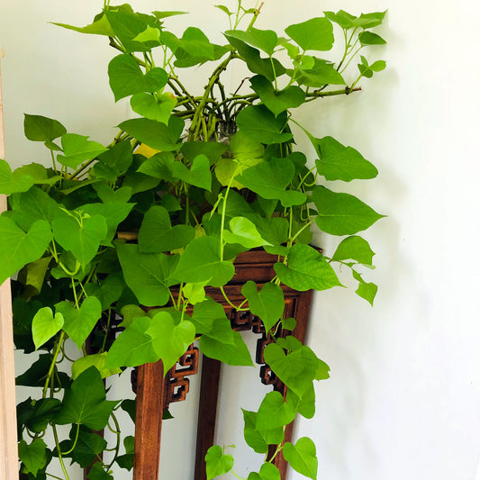 Sweet Potato Plant