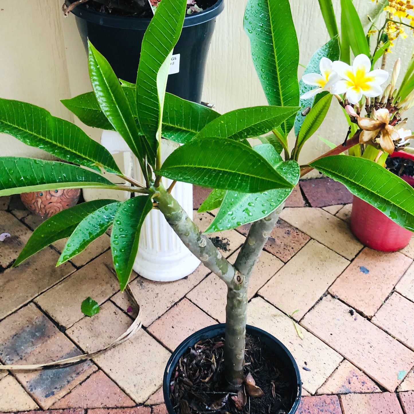 Frangipani