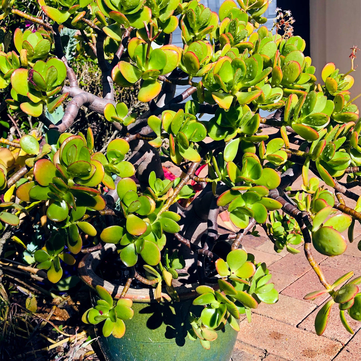 Jade Plant