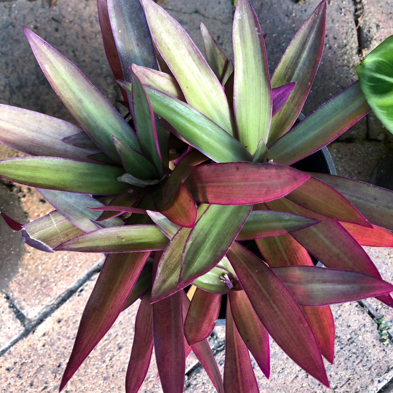 Oyster Plant – One Garden