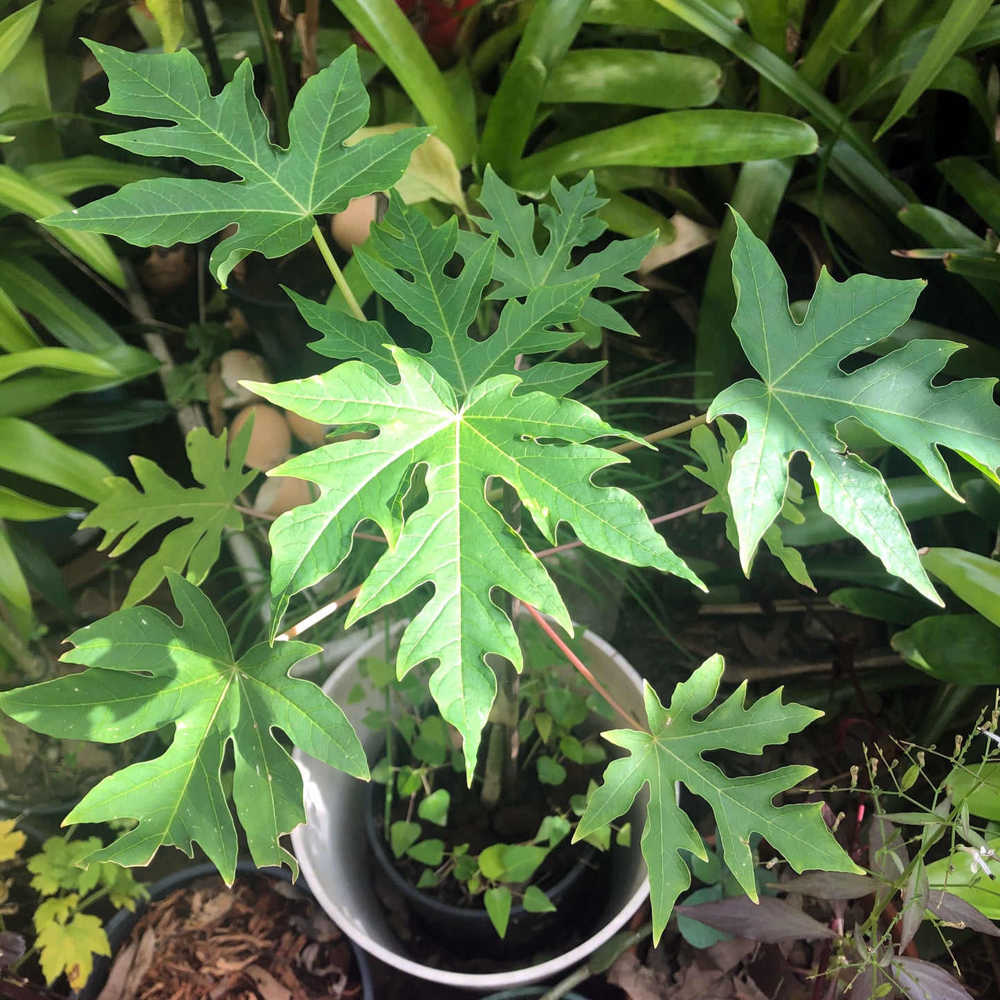 Papaya Tree