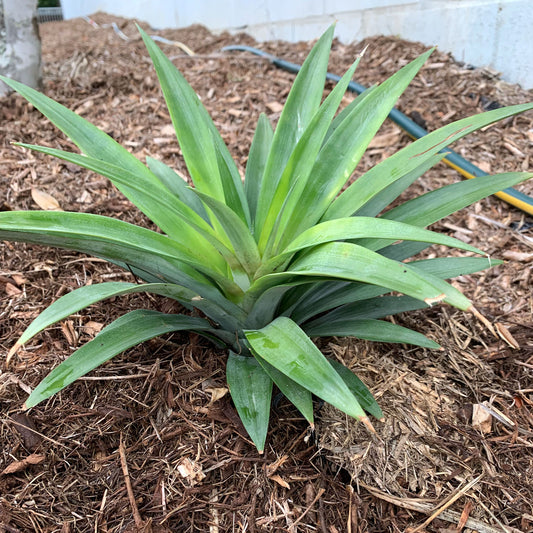 Pineapple Plant