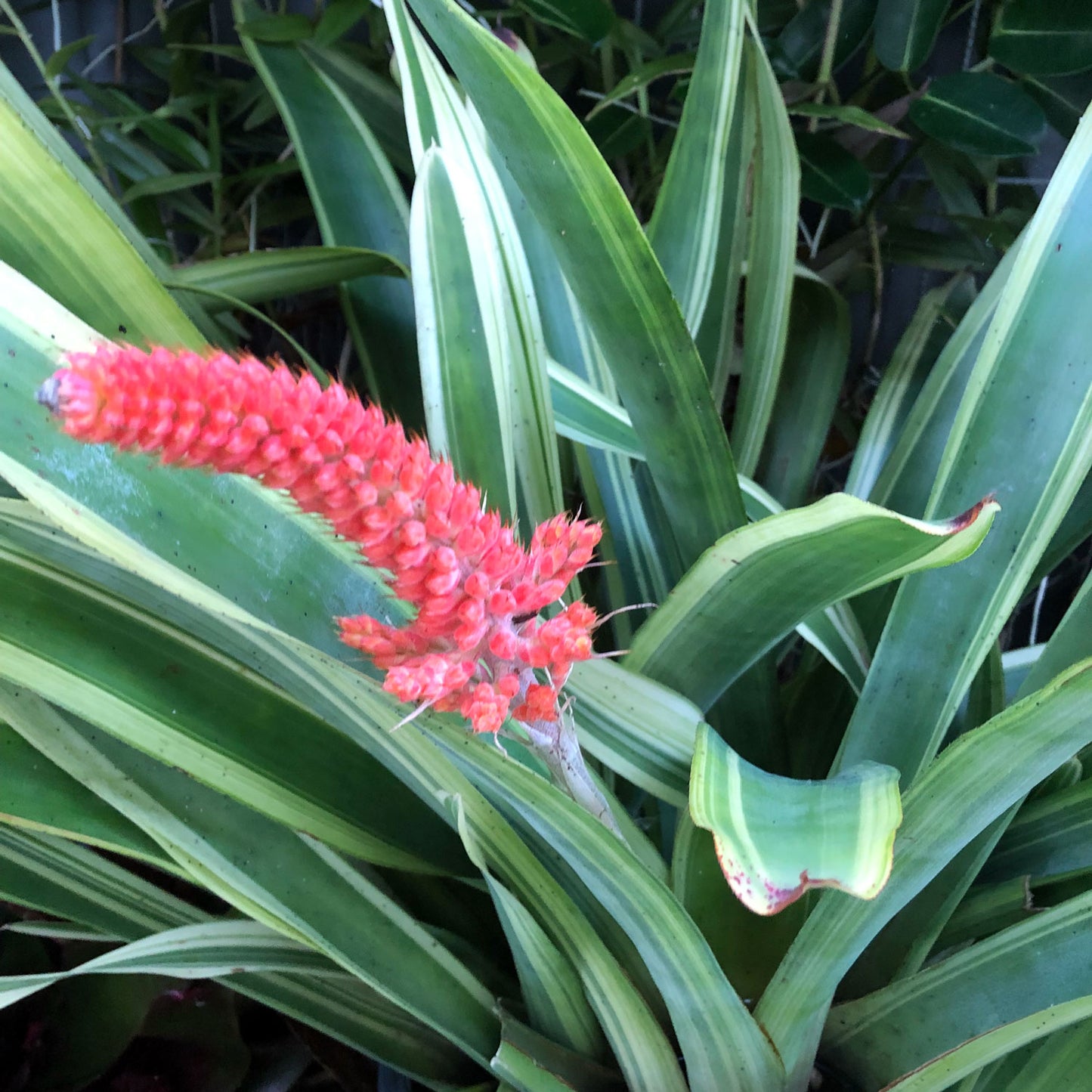 Bromeliad