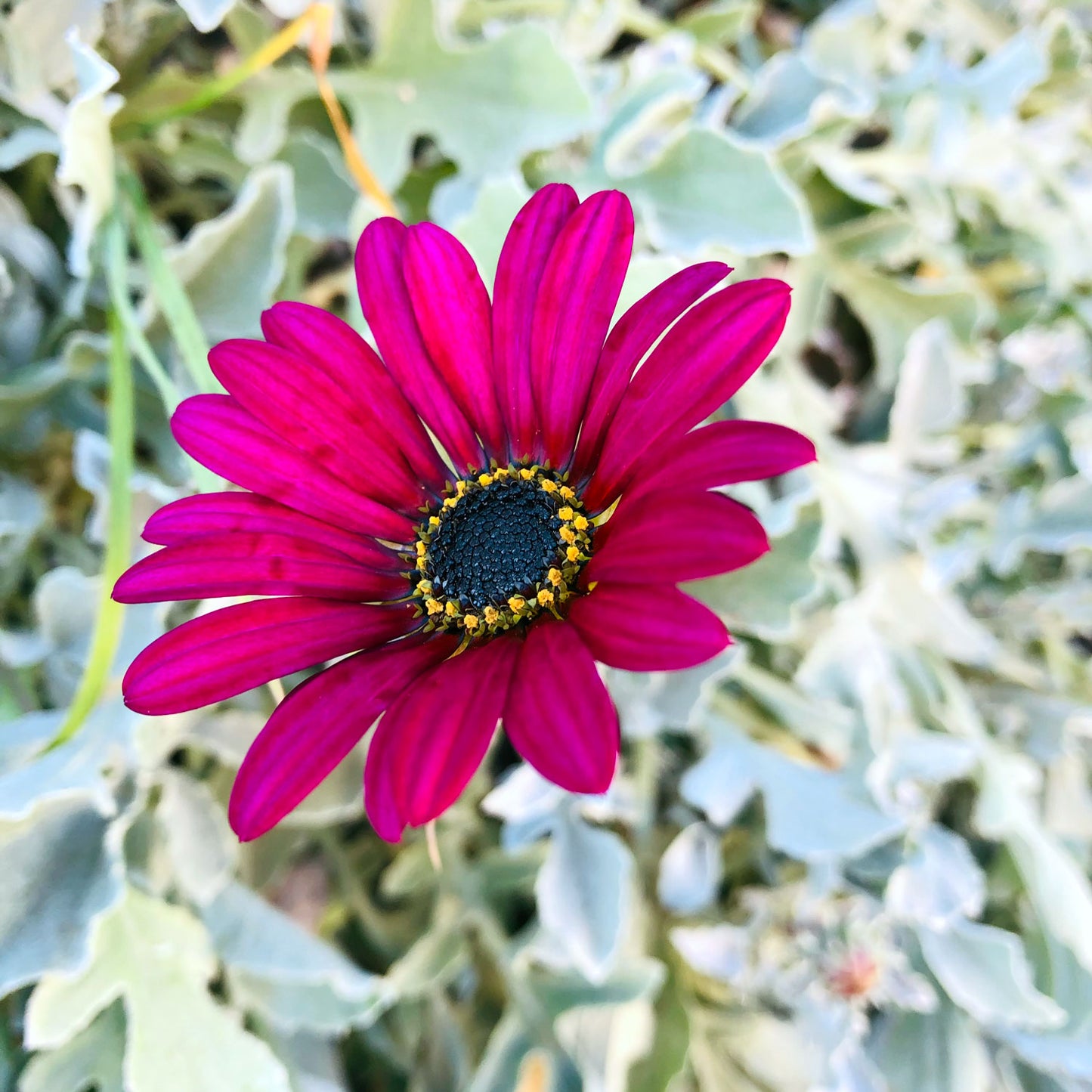 South African Daisy