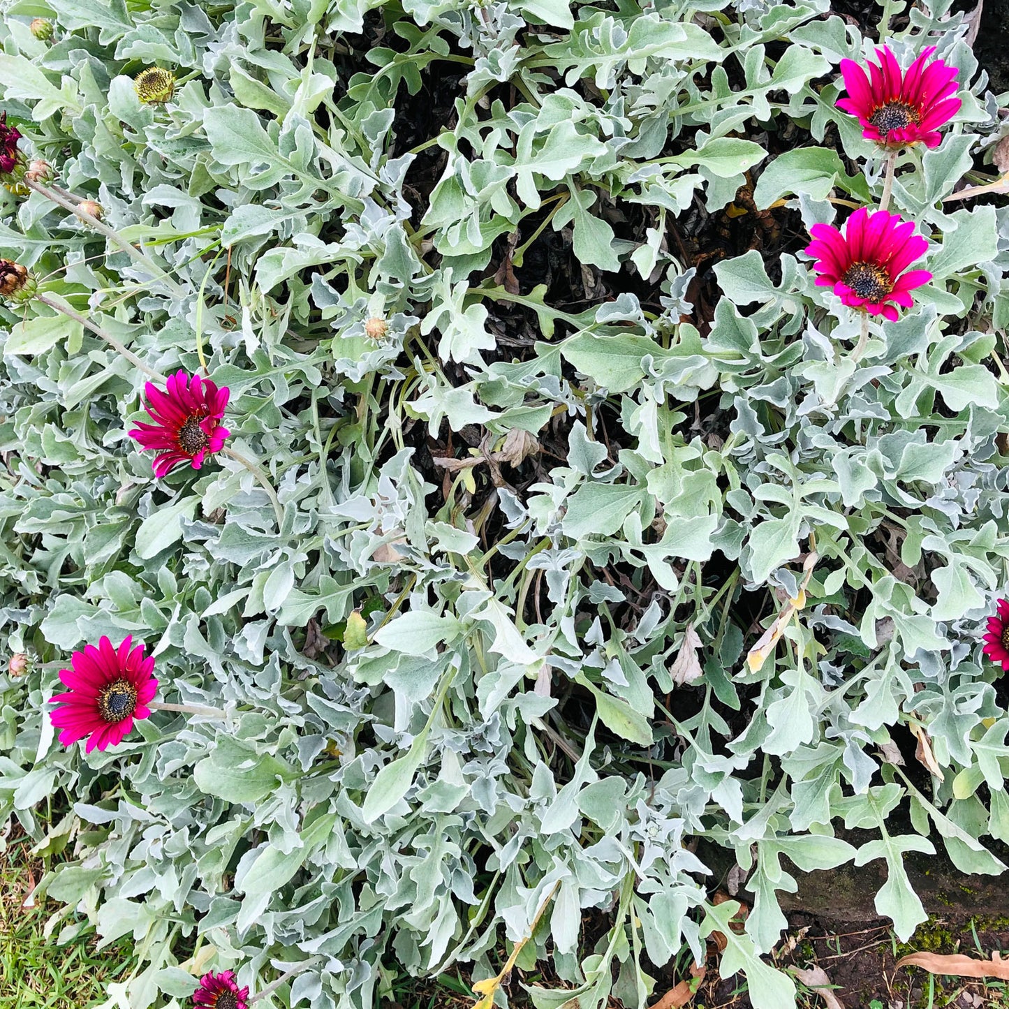 South African Daisy