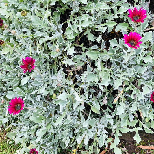 South African Daisy